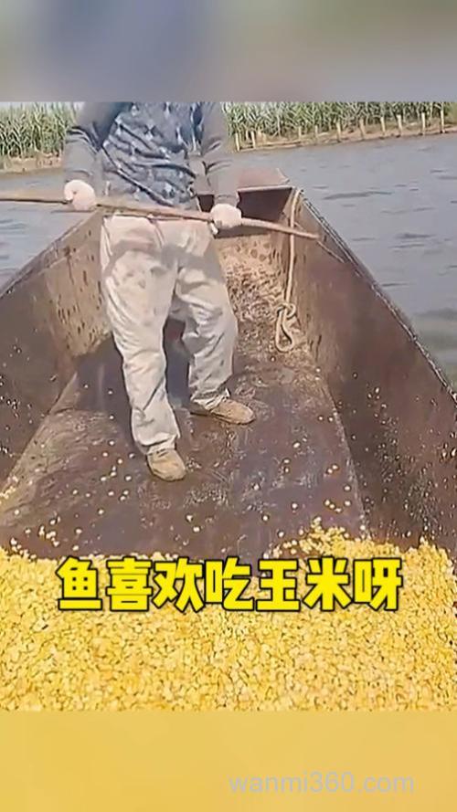 玉米什么鱼喜欢吃？