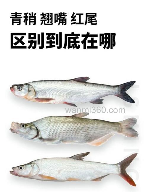 青稍和白条的区别有哪些?