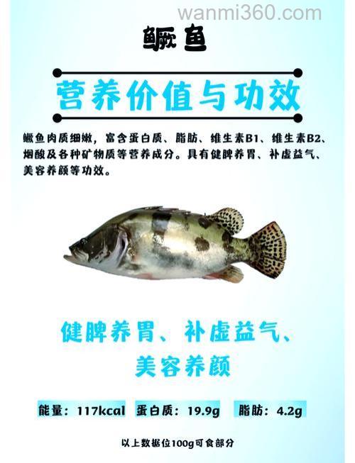 养桂鱼能喂肉吗?