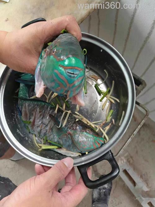 鲤鱼喜欢吃用榴莲泡的臭玉米吗?