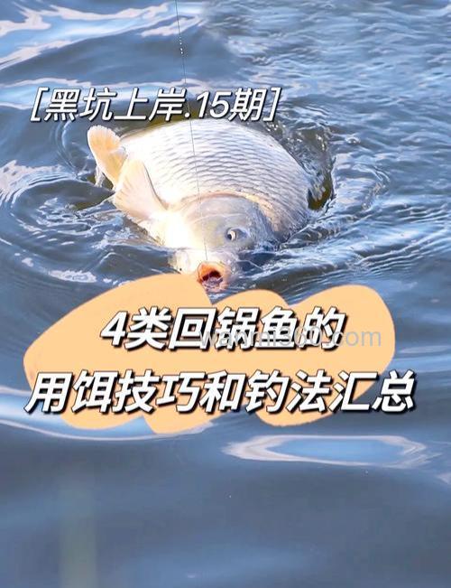 回锅鱼怎么诱鱼？