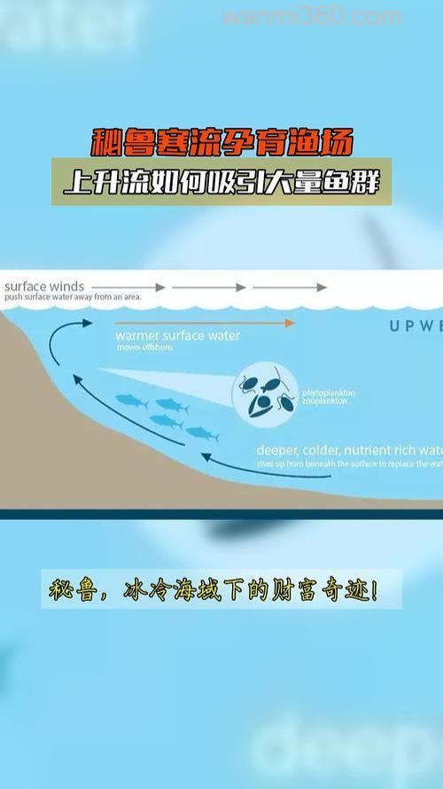 由于寒流和暖流交汇给鱼类带来了丰富多样的饵料而形成的世界著名渔场是
