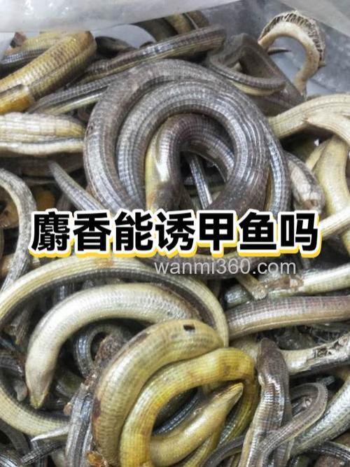 请问麝香对哪些鱼比较有效果？