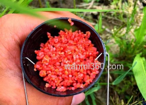 冬季钓鲫鱼打窝是麝香米好还是酒米好