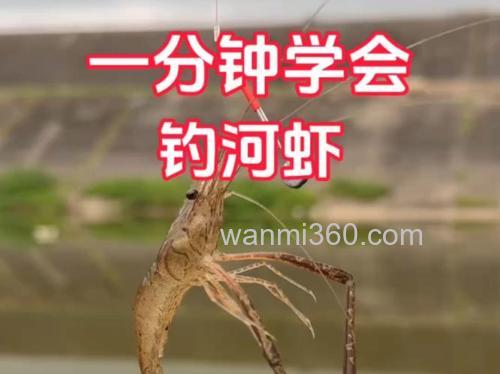 为什么钓鱼钓到虾要赶紧走? 钓鱼钓到虾的预兆