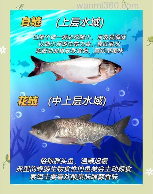 秋季是垂钓鲢鳙最的好时节