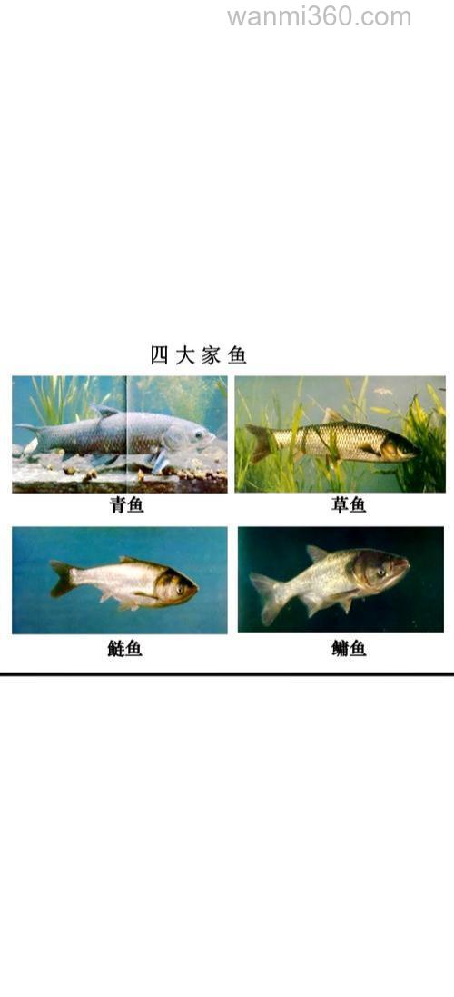 中国的四大家鱼是哪几种?
