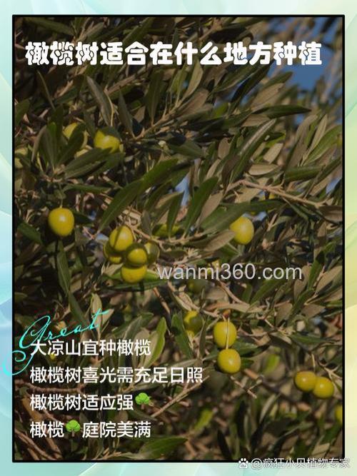 橄榄树适合在哪里种植 橄榄树种在什么地方容易成活