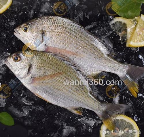探秘黄脚立鱼:是淡水鱼还是海鱼?一文带你了解