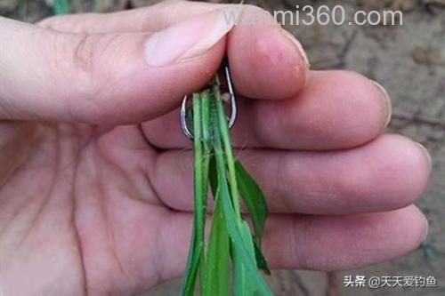 串钩怎么钓草鱼青鱼？