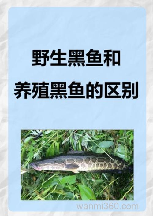 为啥老渔民都用小杂鱼钓黑鱼,而不用蚯蚓?