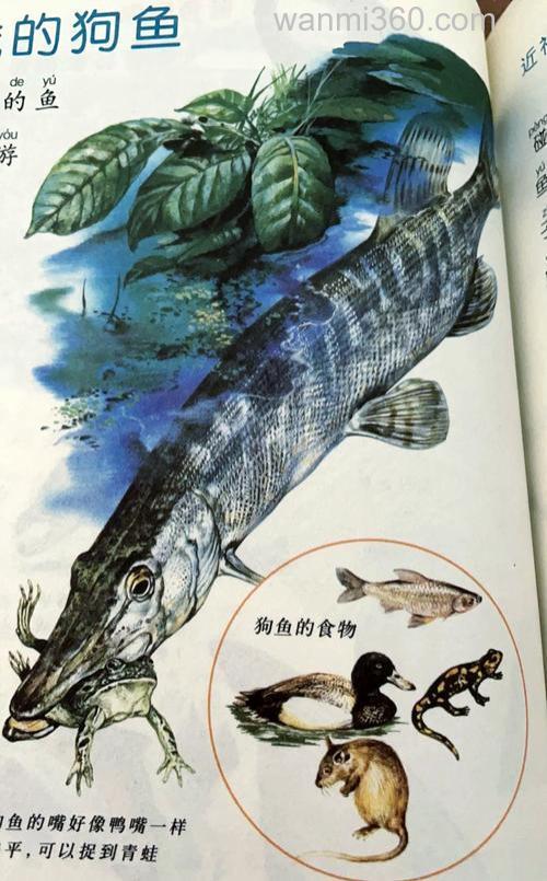 探秘狗鱼:神秘名字背后的独特鱼类