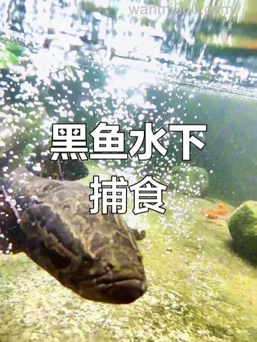 简单4招,轻松擒获水中黑鱼
