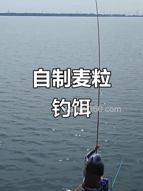 怎样用麦粒做鲫鱼钓饵?