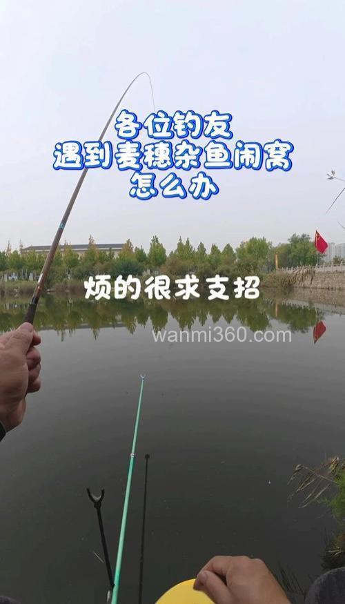 钓鱼人讨厌麦穗鱼闹窝了该怎么办?