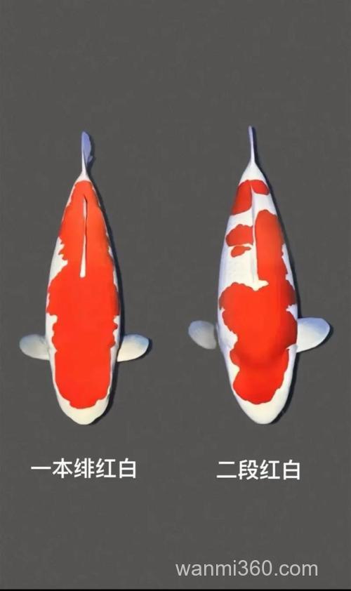 锦鲤的等级怎么划分