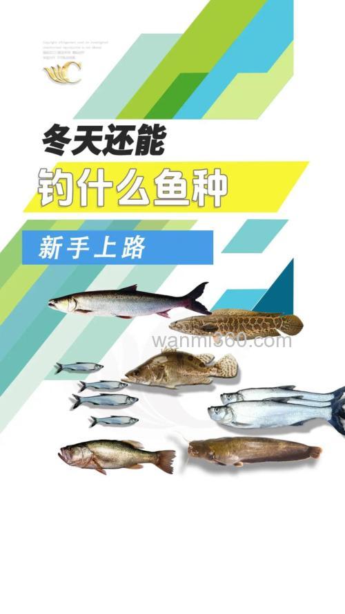 冬季钓鱼需要了解鱼的什么信息?