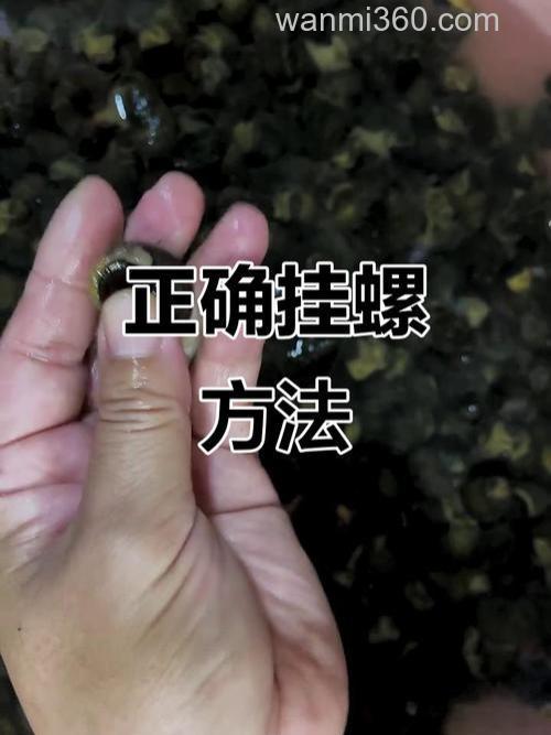 田螺钓鱼最佳配方？
