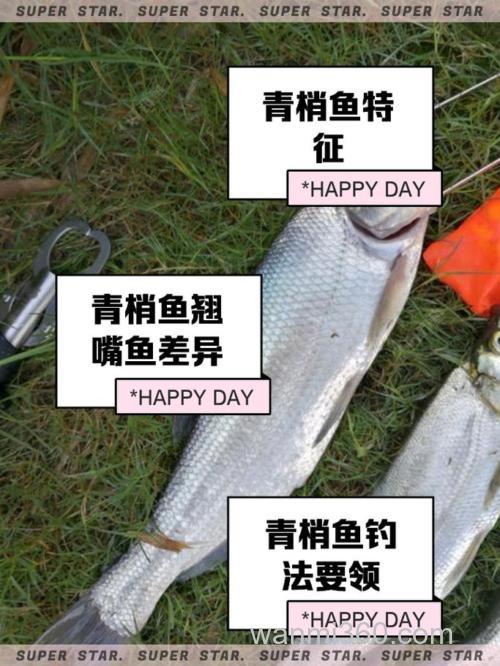 钓青鱼吗的垂钓时机有哪些?