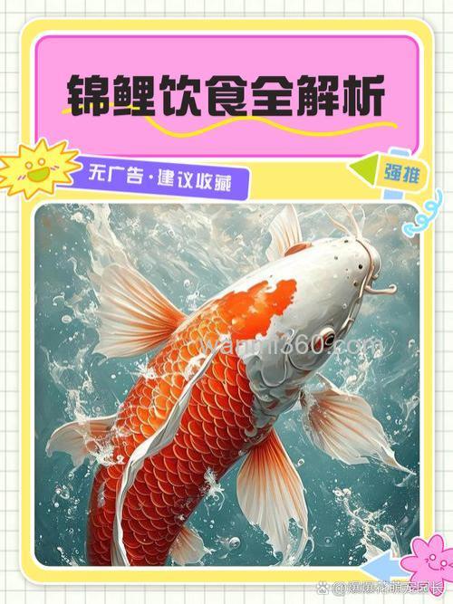 鲤鱼好吃吗??