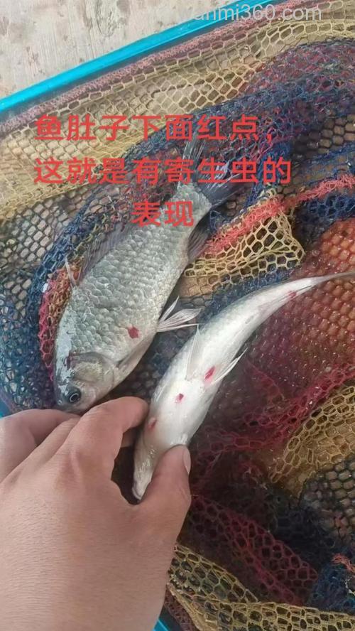 鲫鱼绦虫怎么处理?