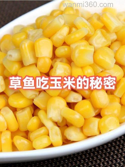 玉米可以加盐泡喂草鱼吗?