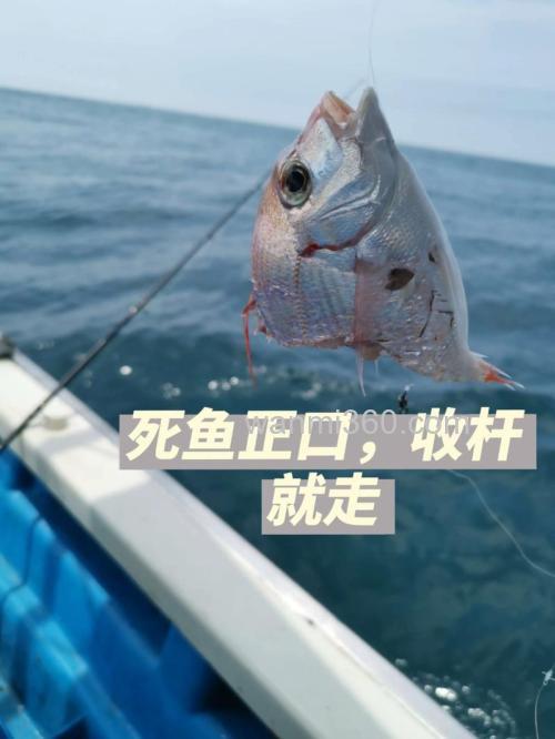 钓鱼钓到死鱼正口什么意思?钓鱼钓到鞋子是什么寓意?