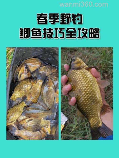 这套鲫鱼技巧春天用它正合适