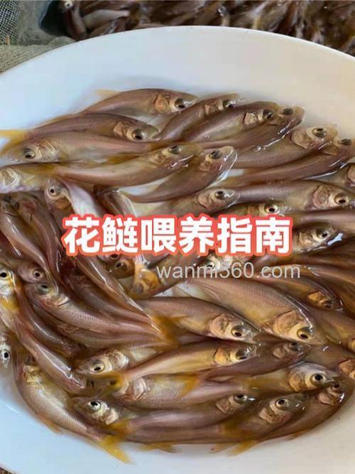 鳙鱼离水后能在水里喂养吗?