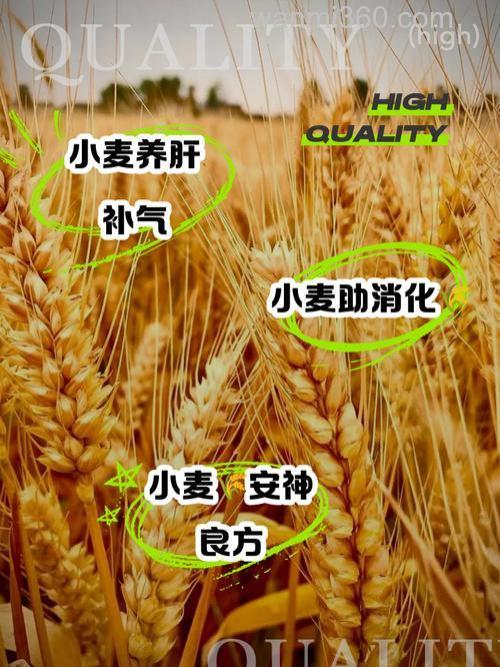 嫩麦子真有奇效?