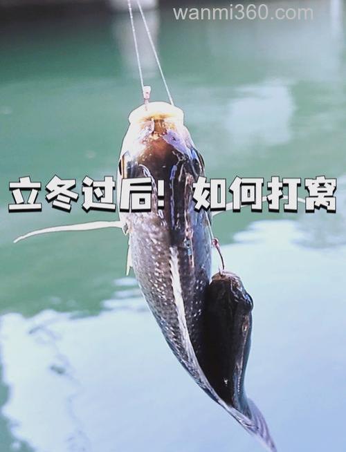 冬季提前打窝钓不到鱼都难钓吗?