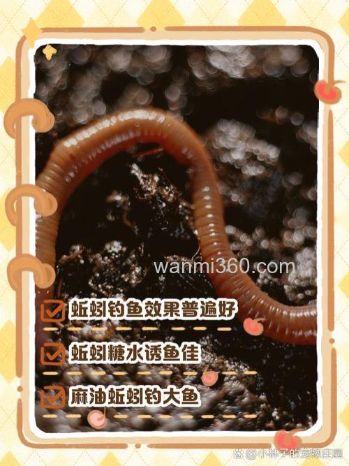 蚯蚓蘸什么上鱼最快?