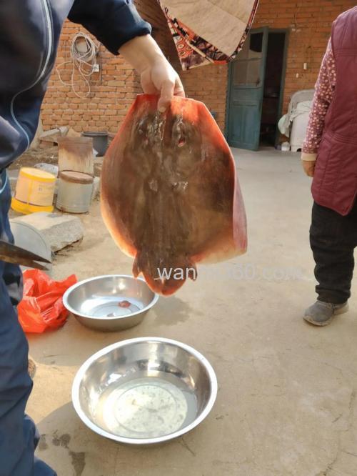 羊粪可以养什么鱼?