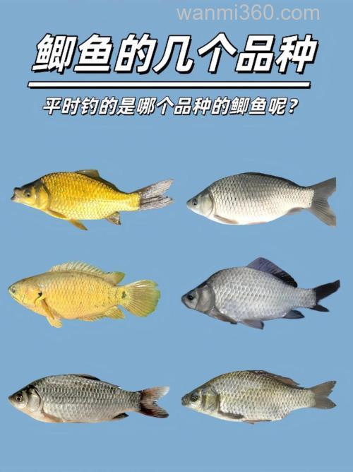 鲫鱼都有哪些种类?