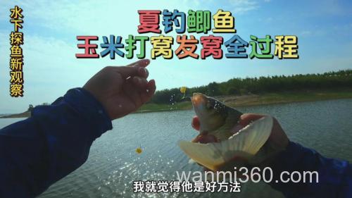 生玉米面可以钓鲫鱼吗?