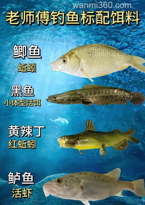 什么鱼晚上吃饵?