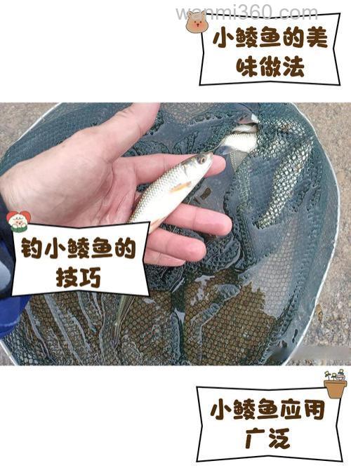 老钓手的这些垂钓鳊鱼的小经验,钓友们不妨多了解一下