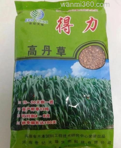 高丹草和甜高粱哪个喂羊效果好？