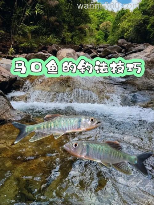 秋季马口鱼怎么钓?