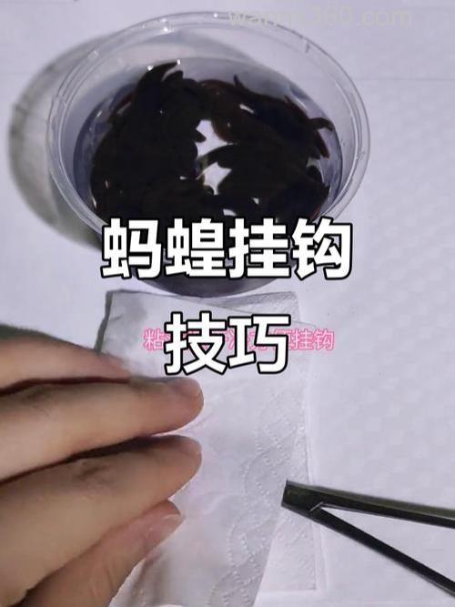 怎样让鳊鱼快速上钩?让鳊鱼快速上钩的方法?