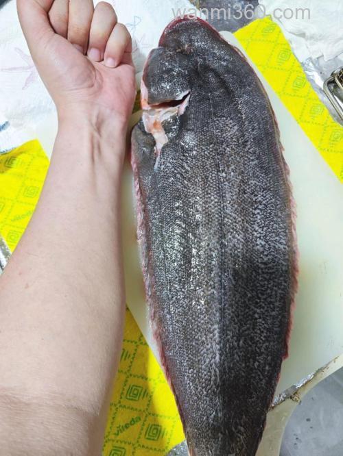 什么鱼最白痴? 什么鱼最便宜?