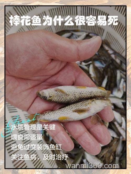 棒花鱼怎么养在鱼缸里?
