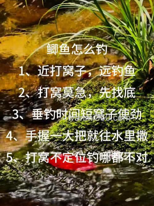 老钓友分享深秋钓鲫鱼的三大要点!