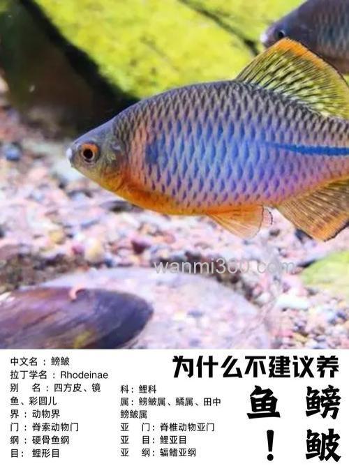 鳑鲏鱼为什么不建议养?