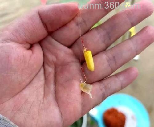 玉米钓草鱼一口没有怎么办？