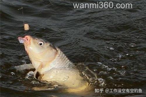 猪肝泡白酒钓鲤鱼绝招？