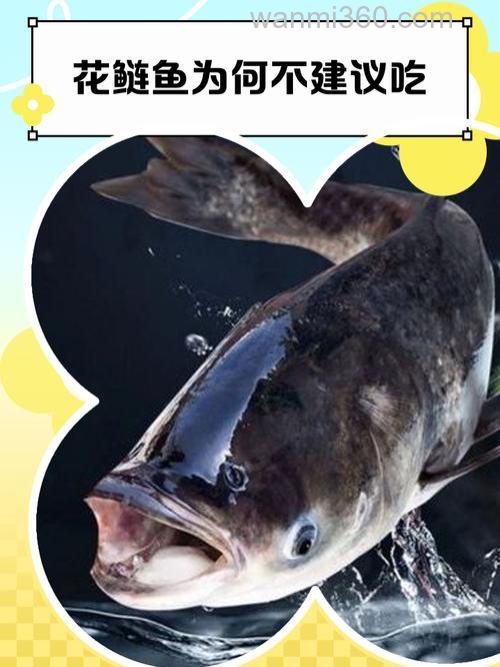 花鲢是不是很脏？