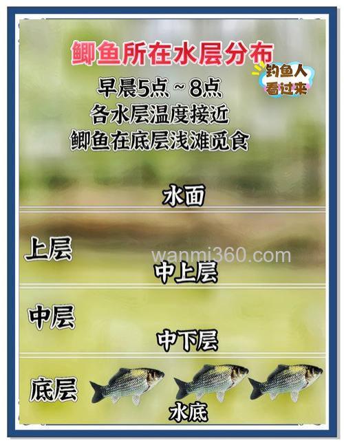 白露水库怎样钓鲫鱼?