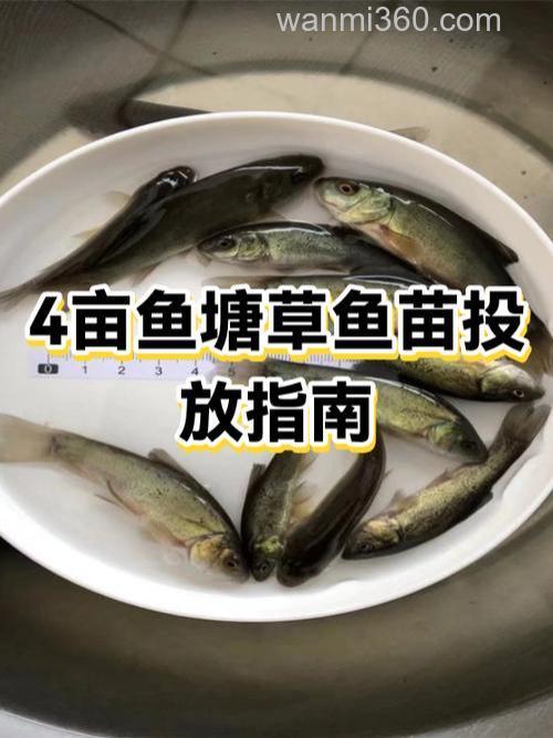 4亩的鱼塘,水浅30公分左右,怎样钓大草鱼?