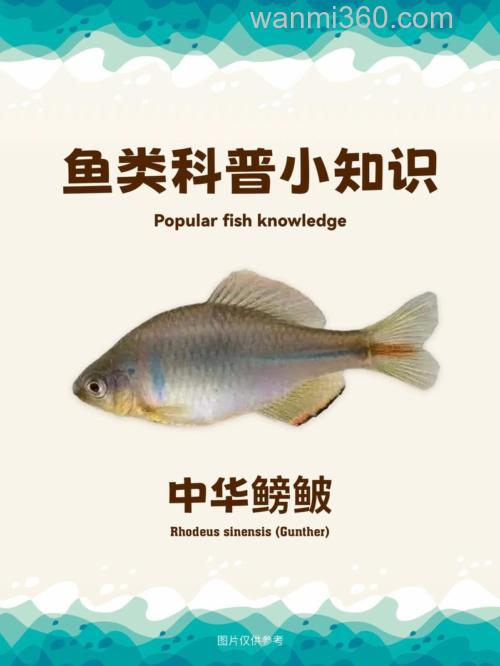 鳑鲏怎么读?鳑鲏鱼可以吃吗?